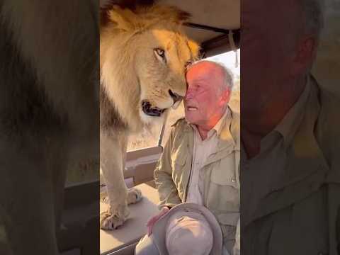 Safari Chaos: Lion Gets Way Too Close 😱