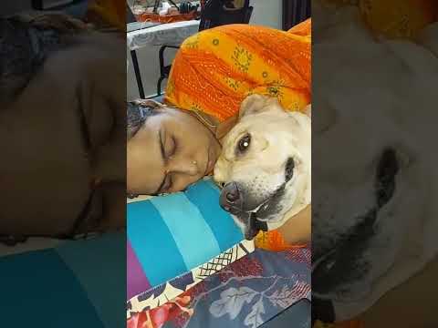 Cute labrador dog shy ki mummy ki Aankh mein ye kya ho gaya 🙁 #dog #shorts