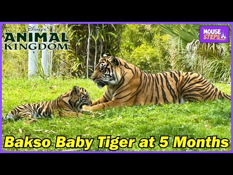 Baby Tiger Bakso at Disney's Animal Kingdom From February 18, 2025 (5 Months Old) Walt Disney World