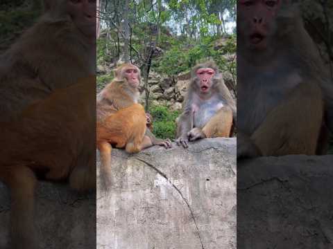 The Love of a Family #monkey #monkeylife #monkeyvideo #pets