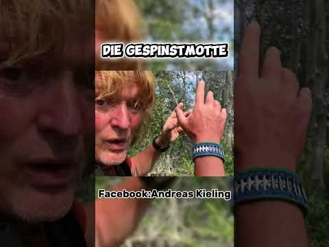 Die Gespinstmotte Teil 2
