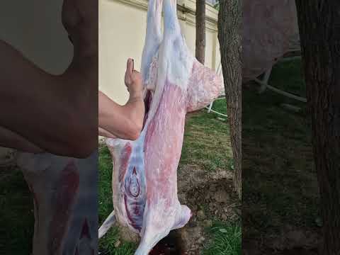 Qassob Gulomiddin 99.838-82-32 #arashan #animals #bbqmeat #lambs #goat #sheepworld #sheep #bull