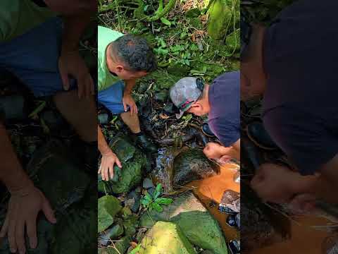 O achado mais espetacular que já fiz