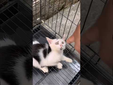 Sorry. I didn’t treat the cat well #shorts #cat #dog #cats