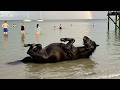 When Animals Meeting Water for the First Time Be Like&hellip;