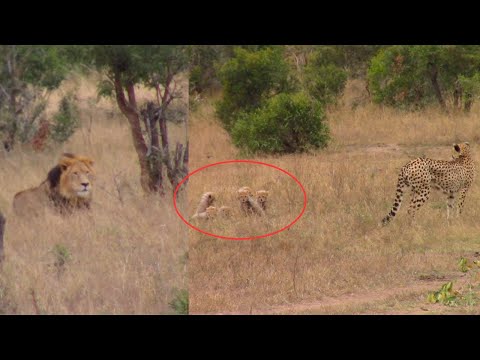 SCARY ENCOUNTER! Male Lion Confronts Cheetah and Her 6 Adorable Cubs!