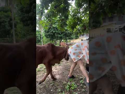 video lucu bikin ngakak hiburan warga +62 #funny #comedyfilms #comedy #videolucu