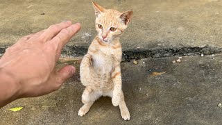 Cute Golden Kitten with Yellow Eyes – First Time Meeting.