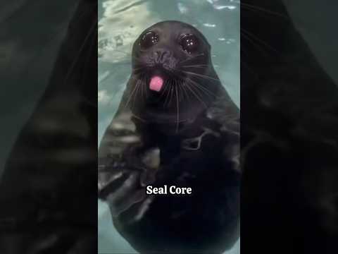 Seal Core #seal #core #ocean #cute