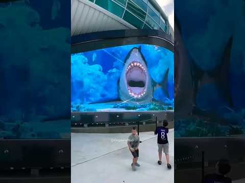 Kids vs Shark 🦈  ! #shortvideo