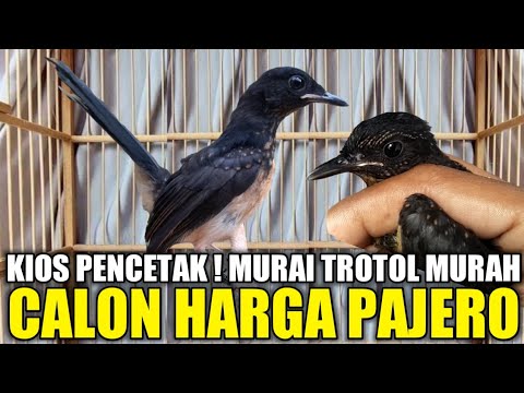JADI INI KIOS PENCETAK MURAI TROTOL MURAH CALON JAWARA NASIONAL PALING DICARI PEMAIN GANTANGAN