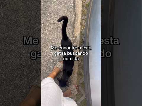 Parece que hay alguien que quiere adoptarla!!! Espero que si se anime ??Deséennos suerte! #gatos