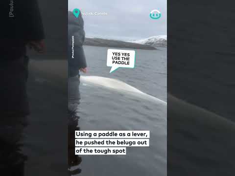 Helping A Stuck Wild Beluga Whale || ViralHog