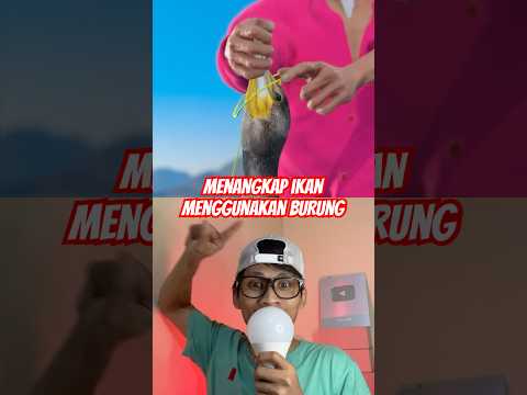 Menangkap ikan menggunakan burung #facts #animals #wildlife #feedshorts