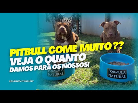 Quanto os meus Pitbulls comem no dia ?? ASSISTA !! #cachorro #pitbull