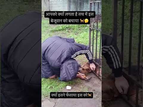 सैल्यूट है इज भाई ने जान बचाई इस बेजूवान की 🐕#shortsfeed #doglover #dog #shorts #petowner #help