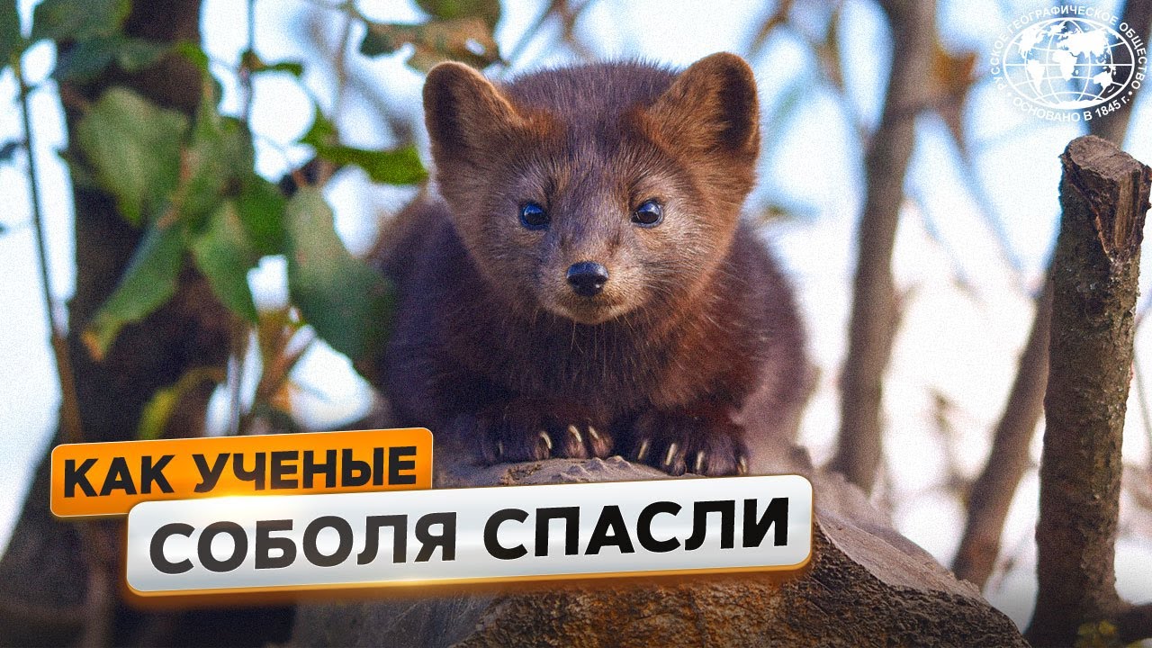 Баргузинский заповедник: как ученые соболя спасли