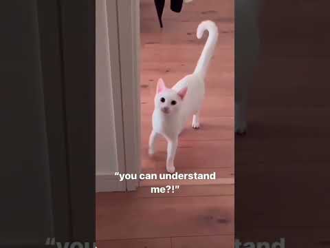 #fuunycats