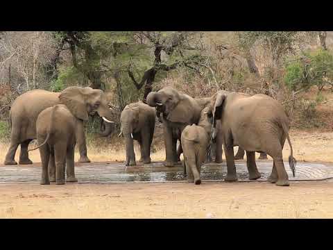 Dusty Trunks, Happy Hearts: Elephants Find Water!