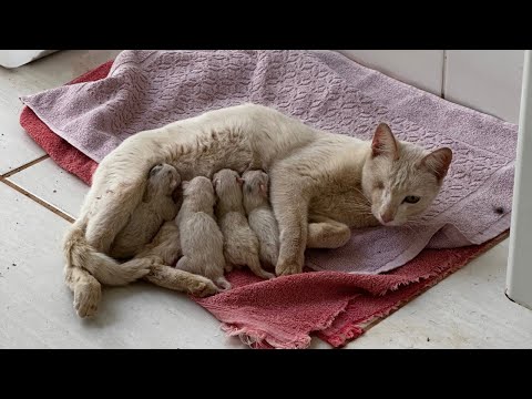 RESGATAMOS UMA MÃE E SEUS FILHOTES DA RUA! 🐱 os gatinhos nasceram ontem