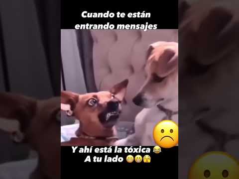 Entiérrame señor, antes que lo haga alguien más 🤣 #memes