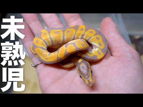 重度の未熟児で産まれてきた蛇