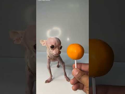 Meet Mew: The Tiny 250g Puppy That Melts Hearts! 🐶💖 #TinyPuppy #CuteDog