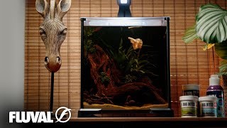 MAKE YOUR BETTA FEEL AT HOME | All-In-One Fluval Betta Kit