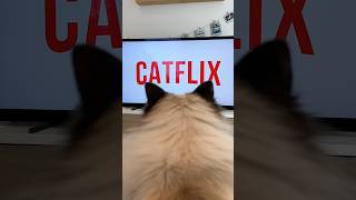 POV: your cats are trying to open Catflix 😭🍿