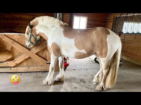 Best funniest horses of the week - Funny And Cute horses Video Compilation 2024 🐴#30