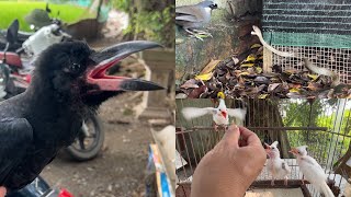 Cập Nhật Chú Chim Chào Mào Bị Rơi Xuống Ao // Cặp Khướu Bảo Vệ Tổ Khi Gặp Rắn Ráo.