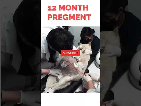 Pregnant Dogs 12 MONTH OLD #shorts #viral #dog #animals #facts #india #story