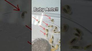 Giving baby ants a NEW Queen!!