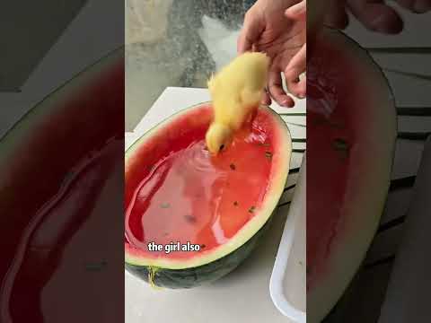 Hatching a cracked egg.  #shorts #animals #duck #cute #rescue