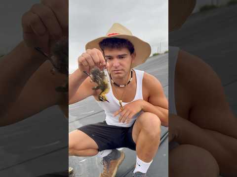 Pobres patos… #animales #rescate #viral #shorts