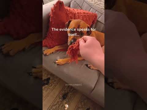 The little bad guy was found