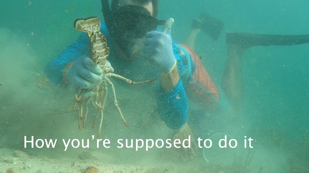 HOW TO CATCH LOBSTER- The right way, 2019 mini season - Bluegabe