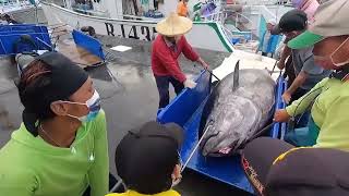 Watch This Giant Bluefin Turn Into Exquisite Otoro & Akami hd