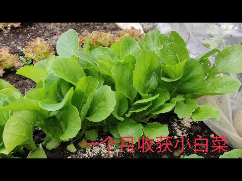 種子盆栽DIY教學 - 條播法 - YouTube