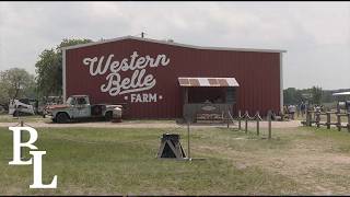 Strawberry Season at Western Belle Farm