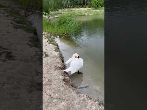Лебедя Лёню застали в расплох 🥹🦢😍💞🥰