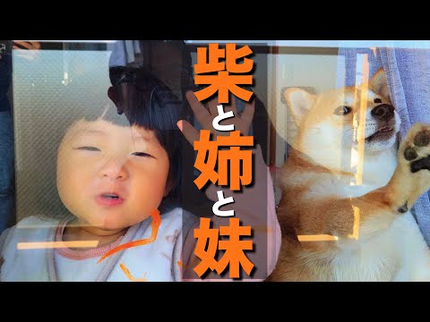 赤ちゃんを怖がっていた柴犬は、今では立派なお姉ちゃんになった