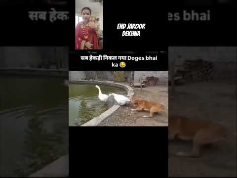 हेकड़ी निकल गई#relatable #reaction #funny # #youtubeshorts