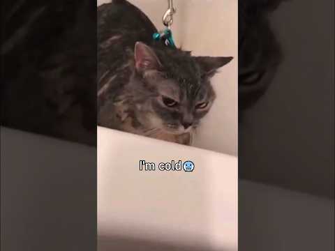 Cats Speaking English!🤣
