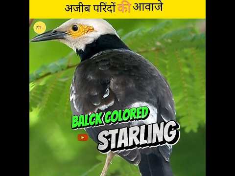 strange bird sounds! #shorts #thenobletruth