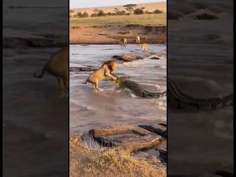 Unfiltered 9:16 Footage – Crocodile Strikes at Lion in Rapids