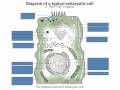 Prokaryotic vs Eukaryotic Cells: Key Concepts
