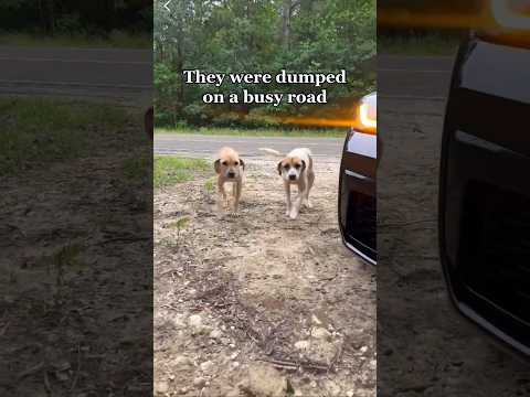 For 2 months they waited in their spot wondering if the lucky day they deserved would ever come