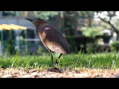 大有國小校園的黑冠麻鷺 - YouTube