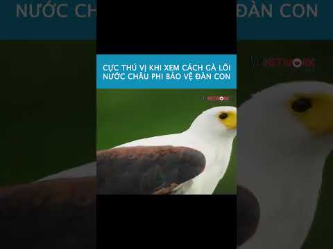 Cực thú vị khi xem cách gà lôi nước châu Phi bảo vệ đàn con #reviewvui #xuhướng #kienthuc